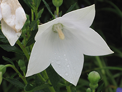 Astra White Balloon Flower (Platycodon grandiflorus 'Astra White') at Golden Acre Home & Garden
