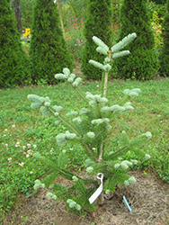 Koreocarpa Fir (Abies koreana x lasiocarpa) at Lakeshore Garden Centres