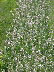 Melissa Lilac Lavender (Lavandula angustifolia 'Dow4') at Lakeshore Garden Centres