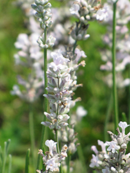 Melissa Lilac Lavender (Lavandula angustifolia 'Dow4') at Lakeshore Garden Centres