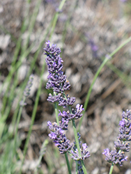 Hidcote Giant Lavender (Lavandula x intermedia 'Hidcote Giant') at Lakeshore Garden Centres