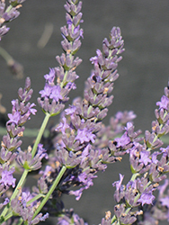 Grosso Lavender (Lavandula x intermedia 'Grosso') at Lakeshore Garden Centres