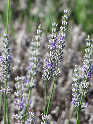 Tuscan Blue Lavender (Lavandula x intermedia 'Tuscan Blue') at Lakeshore Garden Centres