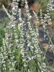 Edelweiss Lavender (Lavandula x intermedia 'Edelweiss') at Lakeshore Garden Centres
