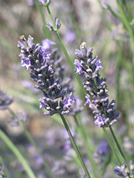 Impress Purple Lavender (Lavandula x intermedia 'Impress Purple') at Lakeshore Garden Centres