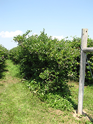 Berkeley Blueberry (Vaccinium corymbosum 'Berkeley') at Lakeshore Garden Centres