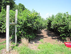 Blue Jay Blueberry (Vaccinium corymbosum 'Blue Jay') at Green Thumb Garden Centre