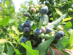Aurora Blueberry (Vaccinium corymbosum 'Aurora') at Lakeshore Garden Centres
