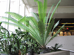Giant Dioon (Dioon spinulosum) at Lakeshore Garden Centres