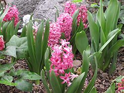 Pink Frosting Hyacinth (Hyacinthus orientalis 'Fondant') at Lakeshore Garden Centres
