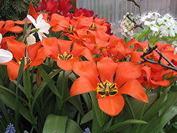 Princeps Tulip (Tulipa 'Princeps') at Lakeshore Garden Centres