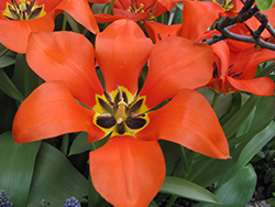 Princeps Tulip (Tulipa 'Princeps') at Lakeshore Garden Centres