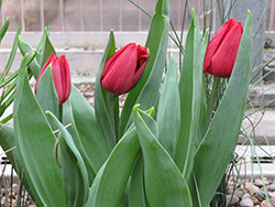 Christmas Carol Tulip (Tulipa 'Christmas Carol') at Lakeshore Garden Centres