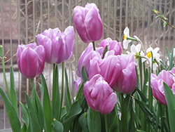 Christmas Dream Tulip (Tulipa 'Christmas Dream') at Lakeshore Garden Centres