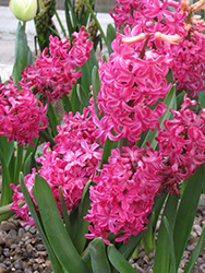 Jan Bos Hyacinth (Hyacinthus orientalis 'Jan Bos') at Peter Knippel Garden Centre