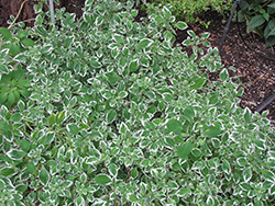 Variegated Parrot Feather (Alstroemeria psittacina 'Variegata') at Lakeshore Garden Centres
