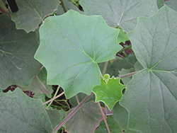 Velvet Groundsel (Roldana petasitis) at Lakeshore Garden Centres