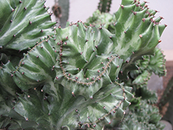 Crested Elkhorn (Euphorbia lactea 'Cristata') at Lakeshore Garden Centres