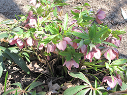 Can-Can Oriental Hellebore (Helleborus orientalis 'Can-Can') at Lakeshore Garden Centres