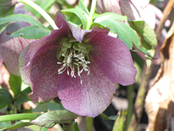 Can-Can Oriental Hellebore (Helleborus orientalis 'Can-Can') at Lakeshore Garden Centres