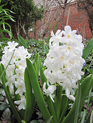 Madame Sophie Hyacinth (Hyacinthus orientalis 'Madame Sophie') at Lakeshore Garden Centres