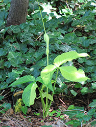 Dragon Tails Green Dragon (Pinellia tripartita 'Dragon Tails') at Lakeshore Garden Centres