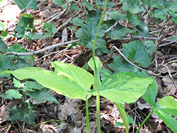 Dragon Tails Green Dragon (Pinellia tripartita 'Dragon Tails') at Lakeshore Garden Centres