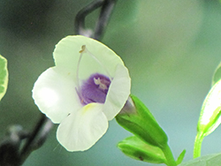 Summer Wave Bouquet Cream Yellow Torenia (Torenia 'Summer Wave Bouquet Cream Yellow') at Lakeshore Garden Centres