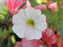 Callie White II Calibrachoa (Calibrachoa 'Callie White II') at Lakeshore Garden Centres