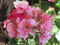 Classic Mosaic Purple Geranium (Pelargonium 'Classic Mosaic Purple') at Lakeshore Garden Centres