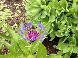 Knapweed (Centaurea triumfettii) at Lakeshore Garden Centres