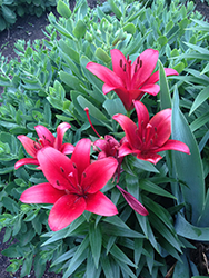 Cote D'Azur Lily (Lilium 'Cote D'Azur') at Lakeshore Garden Centres