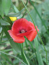 Flanders Poppy (Papaver rhoeas) at Lakeshore Garden Centres