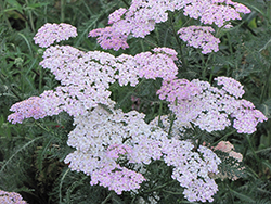 Lilac Beauty Yarrow (Achillea millefolium 'Lilac Beauty') at Lakeshore Garden Centres