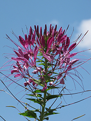 Violet Queen Spiderflower (Cleome hassleriana 'Violet Queen') at Lakeshore Garden Centres