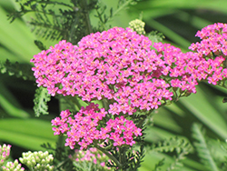 Pretty Belinda Yarrow (Achillea millefolium 'Pretty Belinda') at Lakeshore Garden Centres