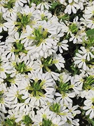 Bombay White Fan Flower (Scaevola aemula 'Bombay White') at Lakeshore Garden Centres
