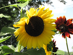 Sunrich Yellow Sunflower (Helianthus annuus 'Sunrich Lemon') at Lakeshore Garden Centres