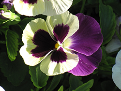 Mariposa Violet Face Pansy (Viola 'Mariposa Violet Face') at Lakeshore Garden Centres