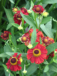 Red Jewel Sneezeweed (Helenium 'Red Jewel') at Lakeshore Garden Centres