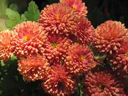 Ursula Jazzy Coral Chrysanthemum (Chrysanthemum 'Ursula Jazzy Coral') at Lakeshore Garden Centres