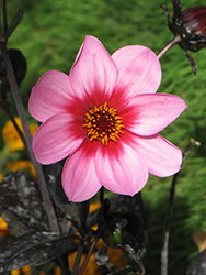 Happy Single Wink Dahlia (Dahlia 'Happy Single WInk') at Lakeshore Garden Centres