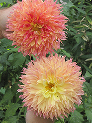 Myrtle's Folly Dahlia (Dahlia 'Myrtle's Folly') at Lakeshore Garden Centres