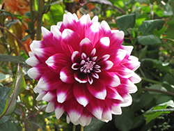 Mystery Day Dahlia (Dahlia 'Mystery Day') at Lakeshore Garden Centres