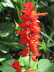 Salsa Red Sage (Salvia splendens 'Salsa Red') at Lakeshore Garden Centres