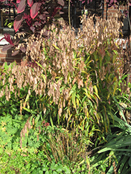 Northern Sea Oats (Chasmanthium latifolium) at Peter Knippel Garden Centre