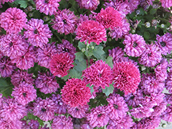 Jillian Lavender Chrysanthemum (Chrysanthemum 'Yojillian') at Lakeshore Garden Centres