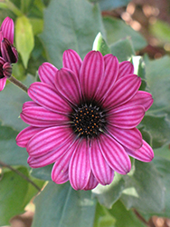 Sunny Bini African Daisy (Osteospermum 'Sunny Bini') at Lakeshore Garden Centres