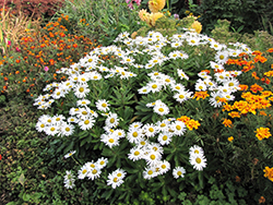 Nippon Daisy (Nipponanthemum nipponicum) at Lakeshore Garden Centres