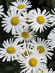Nippon Daisy (Nipponanthemum nipponicum) at Lakeshore Garden Centres